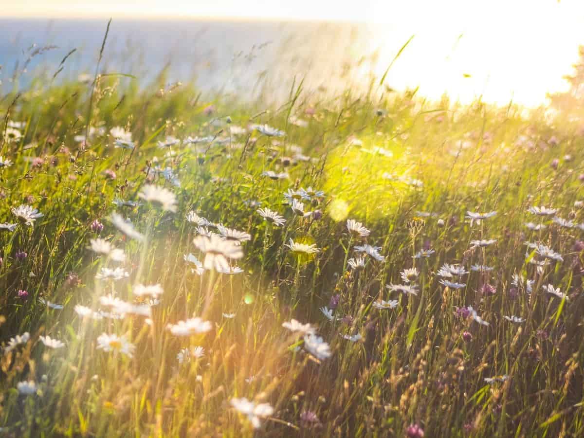 A field of daisies with the sun shining on them.