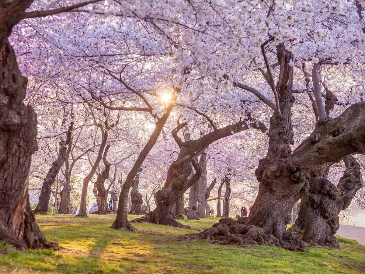 Cherry blossoms blooming in Washington, DC.