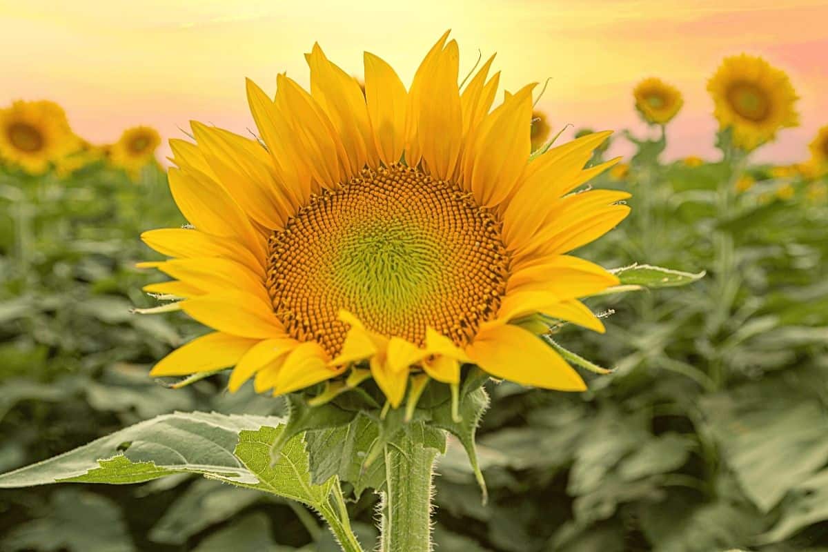 Sunflower in a Field at Sunrise