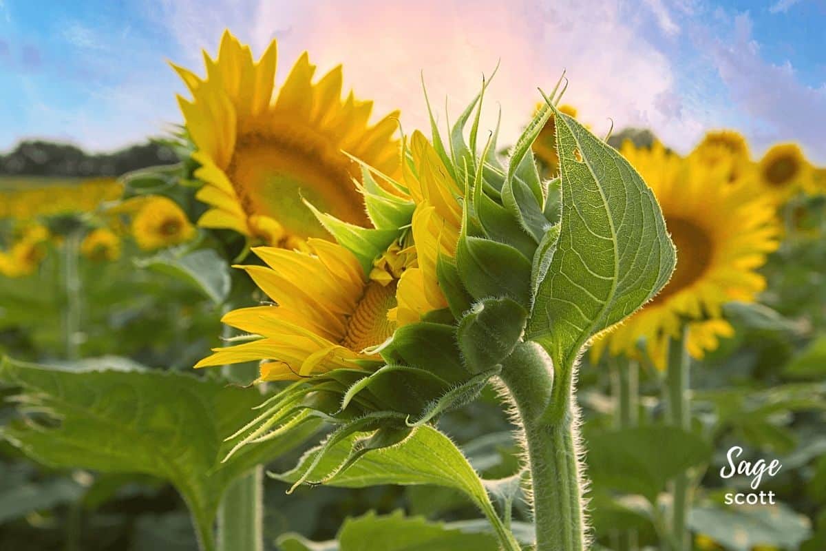 Sunflower Fields at Grinter Farms