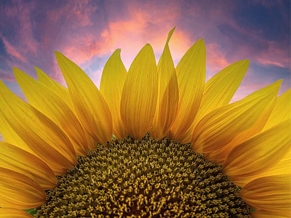 Top Half of Sunflower at Sunrise