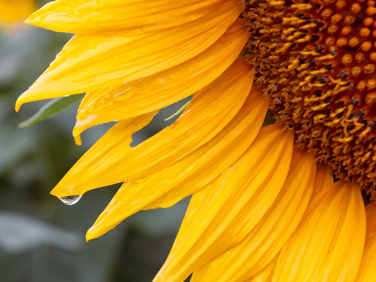 Close-up of a sunflower petal with water droplets.