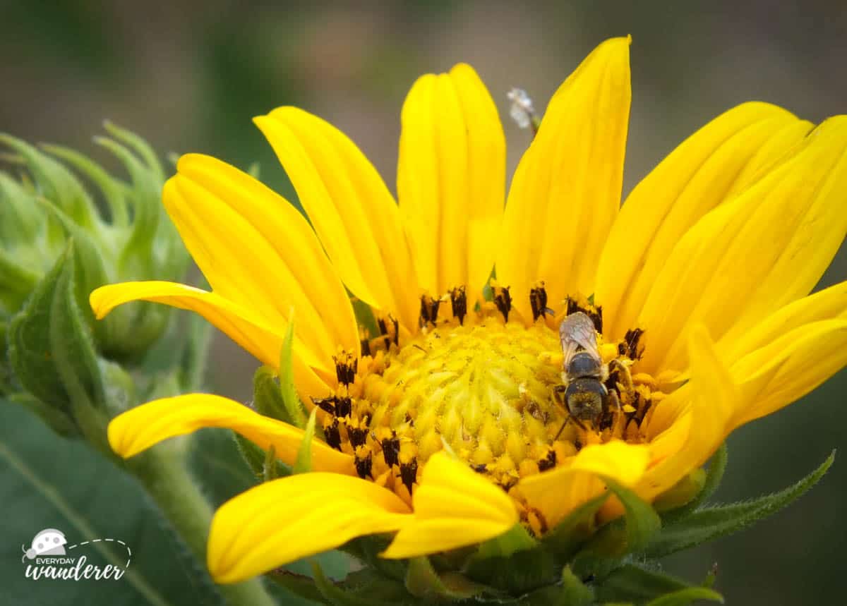 Sunflowers are the Kansas state wildflower.