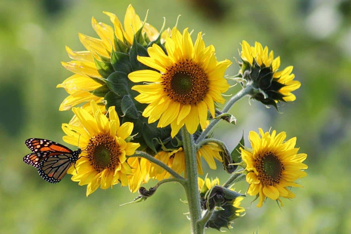 A Guide to Kansas Wildflowers by Season: Spring, Summer, and Fall