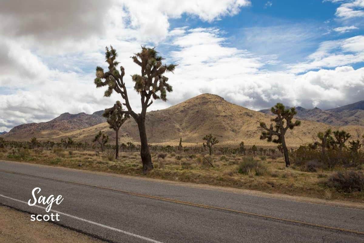 A road through Joshua Tree in California
