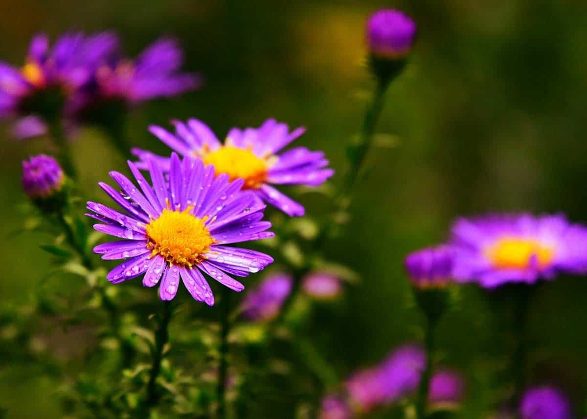 Asters bloom in summer and fall throughout eastern Kansas.
