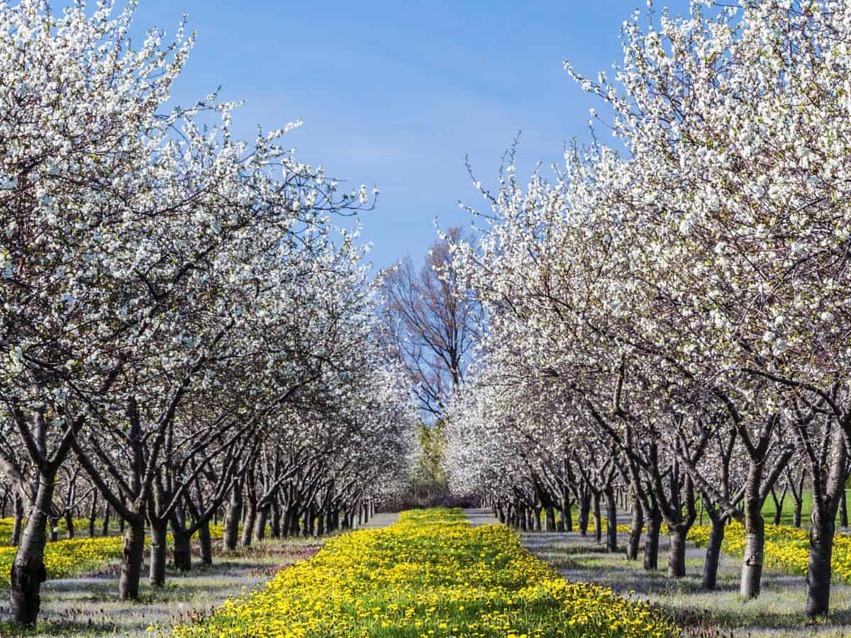 Traverse City MI Cherry Blossoms