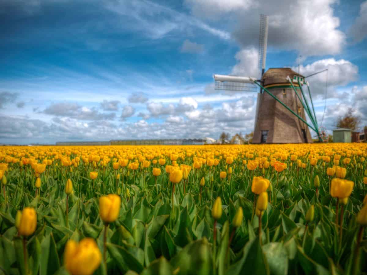 A field of yellow tulips with a windmill in the background, showcasing the vibrant tulip color.