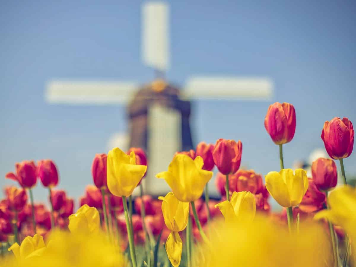 Tulips in front of a windmill.