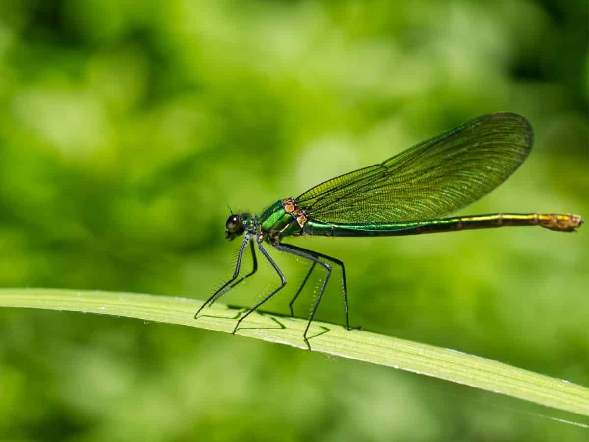 A dragonfly perched on a blade of grass.