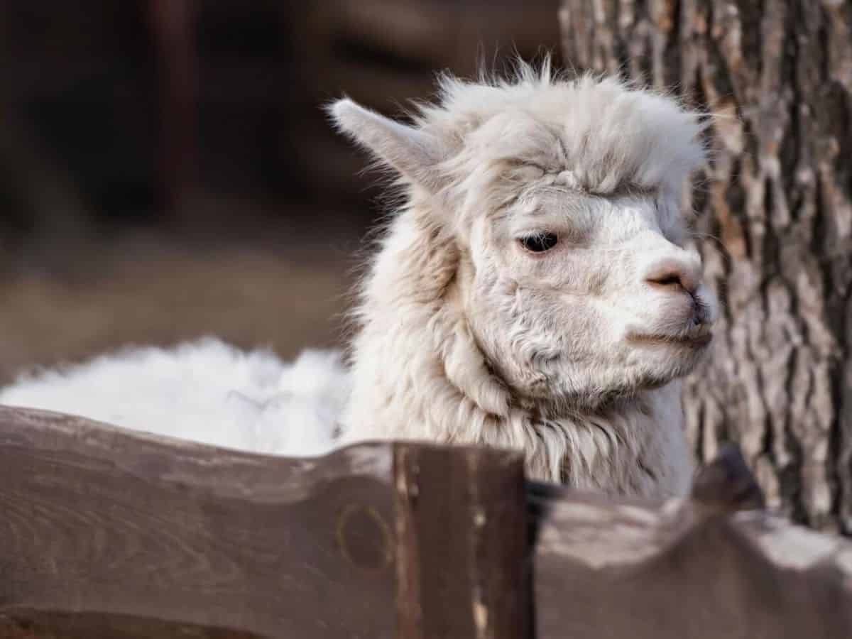 A white alpaca standing behind a wooden fence.
