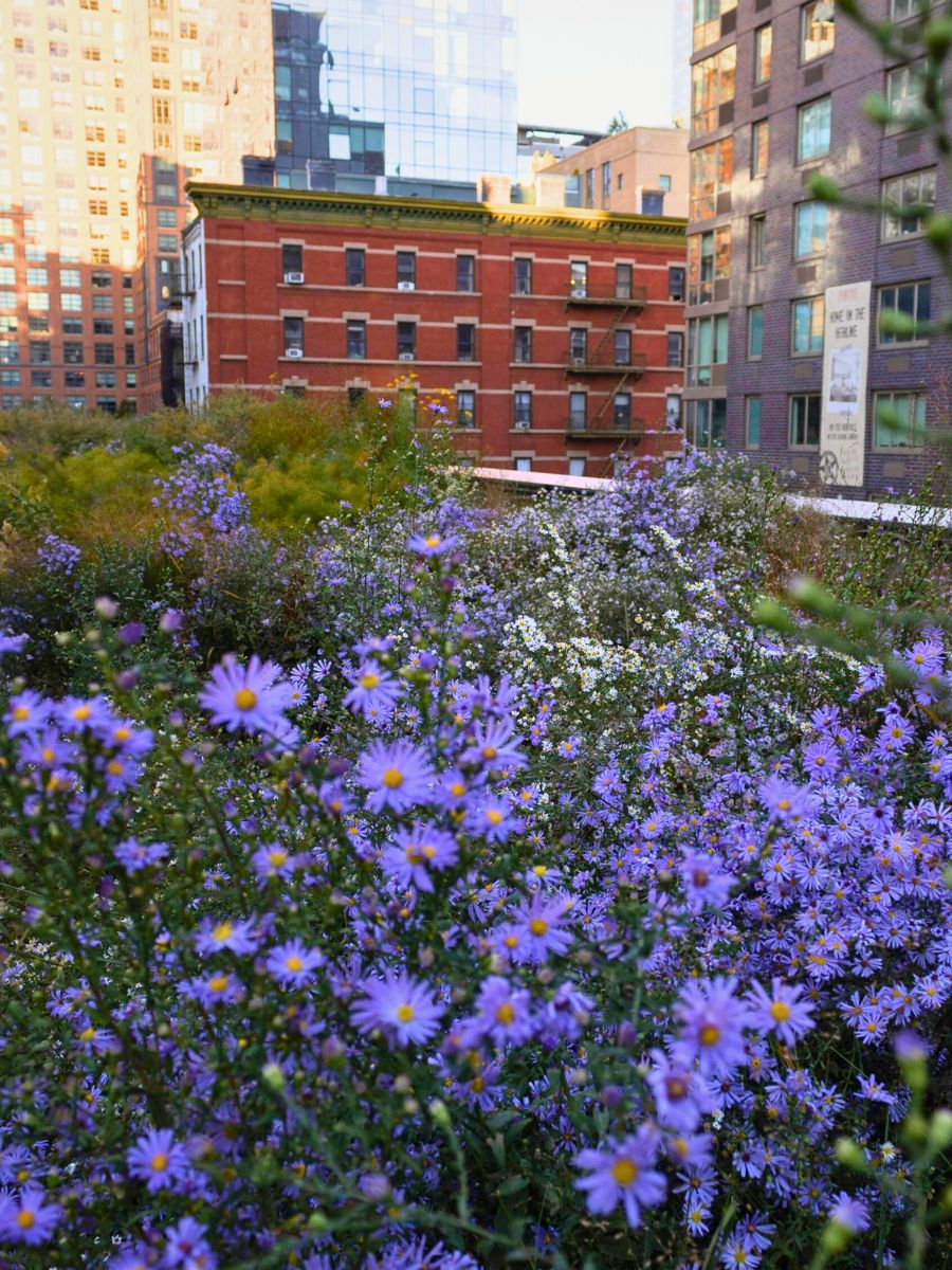 A city scene featuring purple flowers in the foreground with a mix of modern and older red brick buildings in the background.