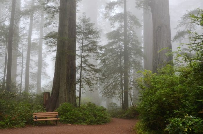 Giant sequoia need fire to survive, one more reason that forest fires are good