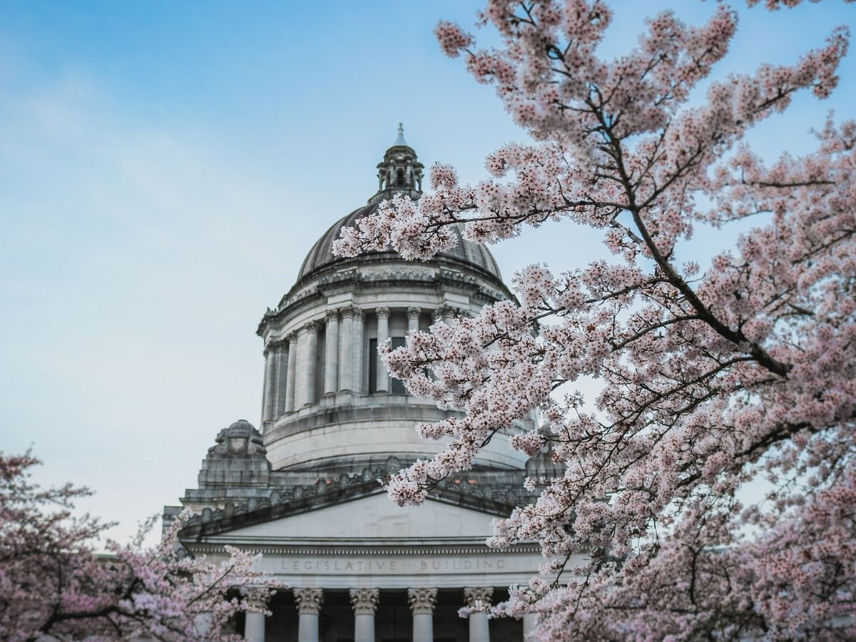 Cherry blossoms in front of a domed, neoclassical legislative building under a clear sky.