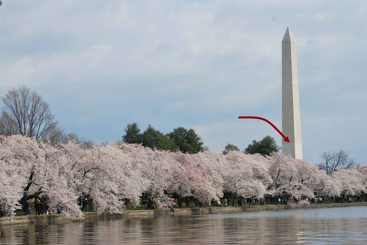 The Washington Monument towering over breathtaking cherry blossoms.