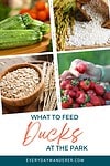 Discover what you should feed ducks at the park for a delightful feeding experience.