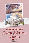 A collage of photos of cherry blossoms.