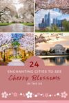 City scene surrounded by pink cherry blossoms.