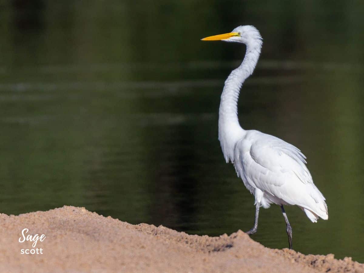 White wading bird in St. Albans Missouri