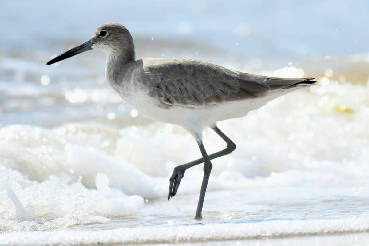 Willet
