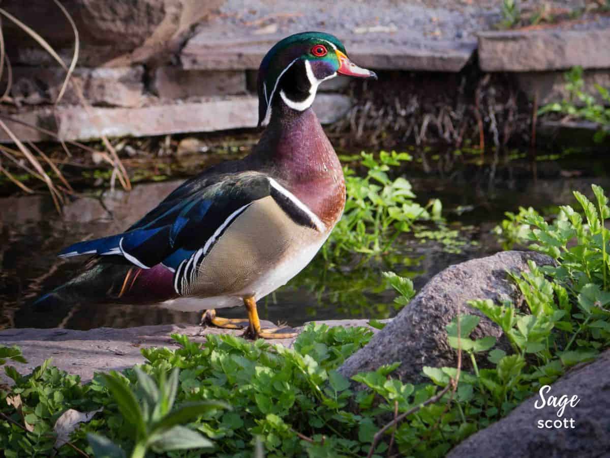 Wood duck at the Albuquerque Botanical Garden