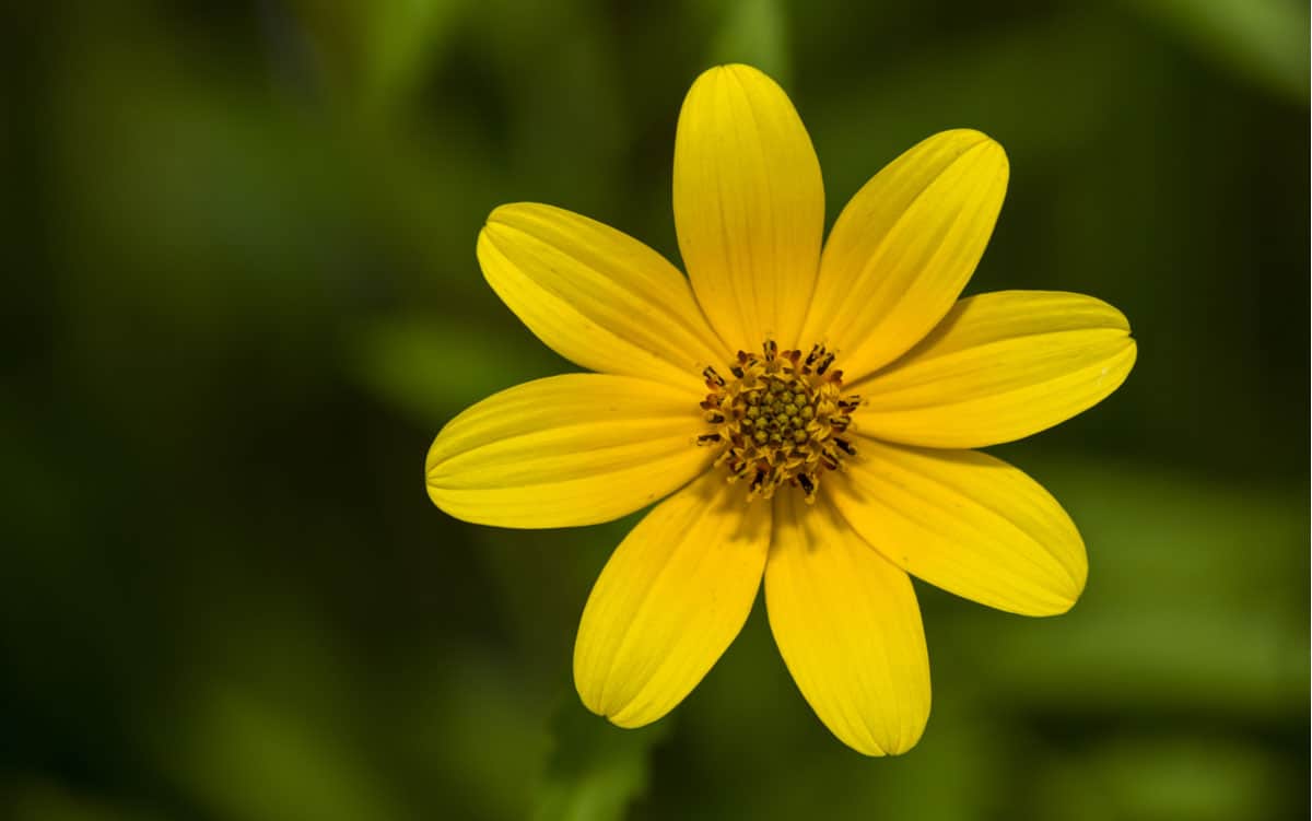 Beggar ticks fill flower fields in late summer and fall.