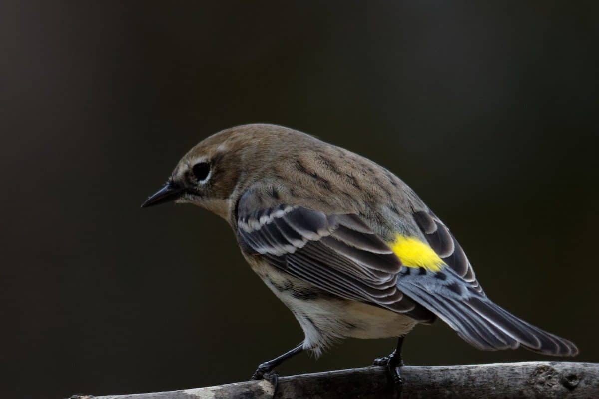 Yellow-Rumped Warbler