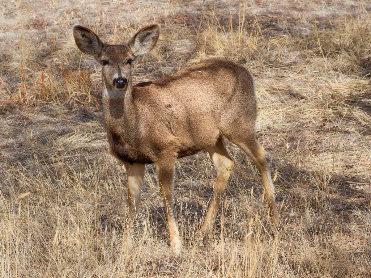 A deer stands on dry grass, facing forward, with ears perked up in a natural setting.