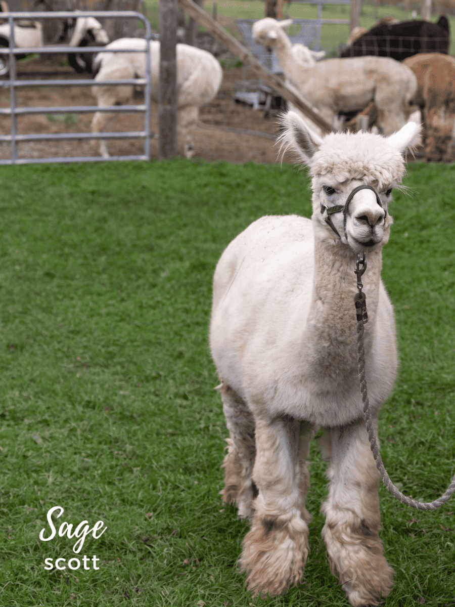 A white alpaca walking on a leash, showcasing interesting alpaca facts.