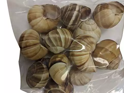 Premium Escargot Wild Burgundy Snails Rated Number One Best For Escargot Recipes, Various Sizes (1 Dozen Shells)