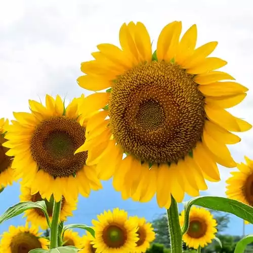 Large Sunflower Seeds for Planting