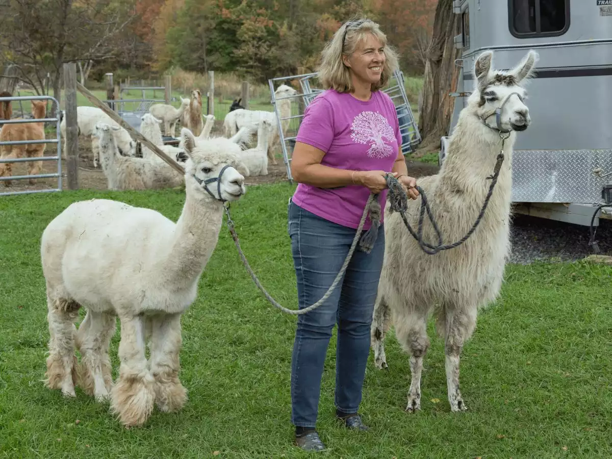 Alpaca Hike and Farm Tour