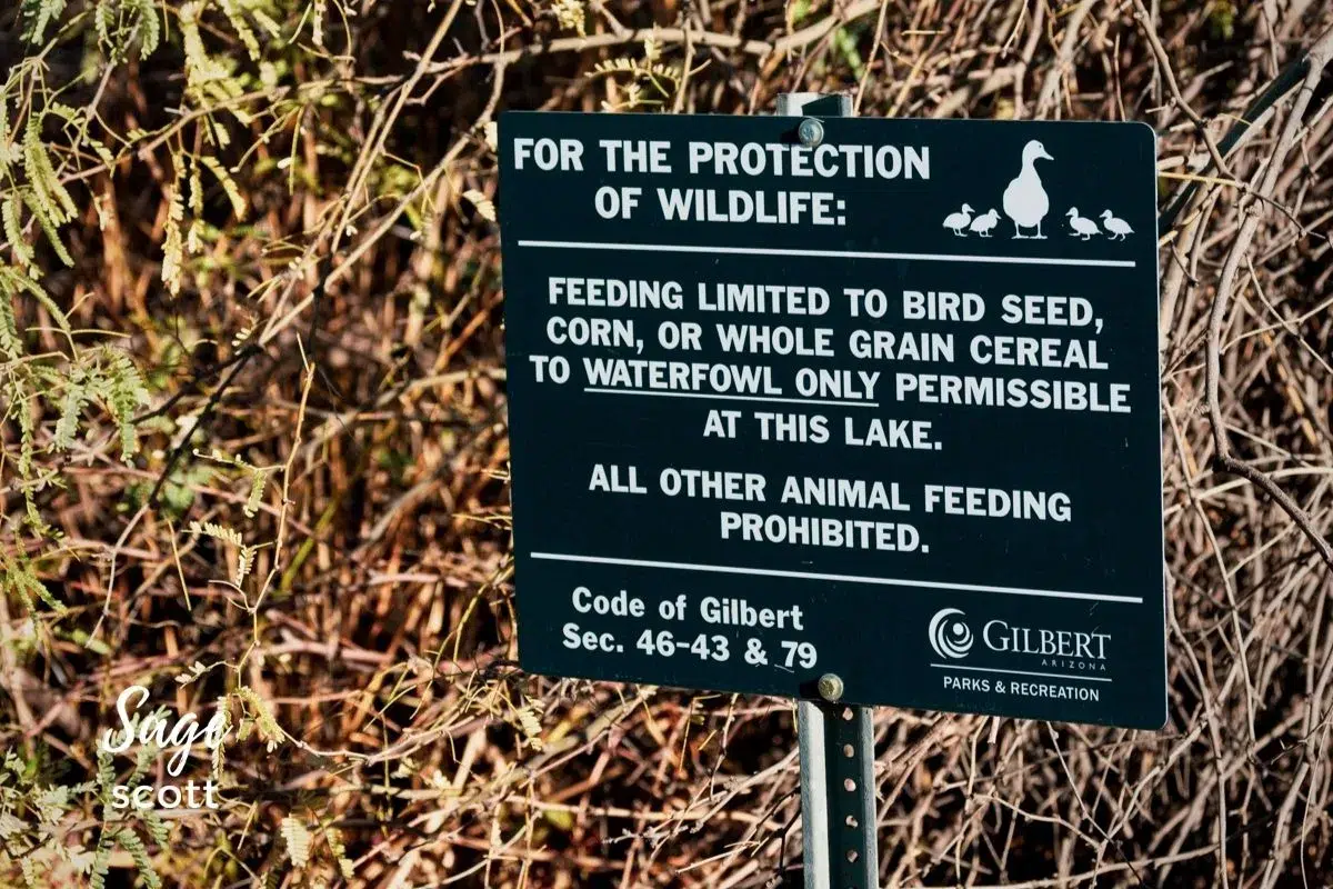 Sign about what to feed ducks at the Riparian Preserve in Gilbert AZ
