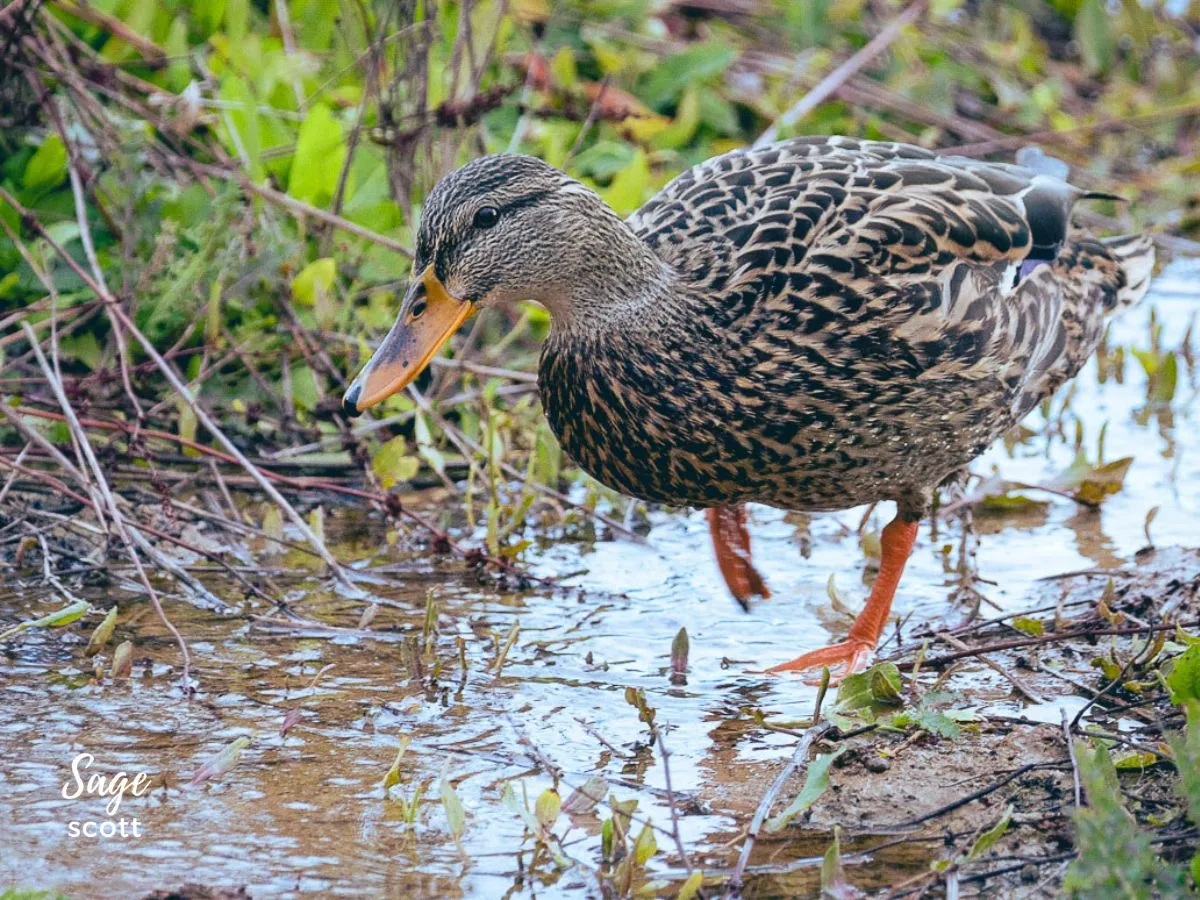 Female Duck Wading in Stream at Riparian Preserve in Arizona