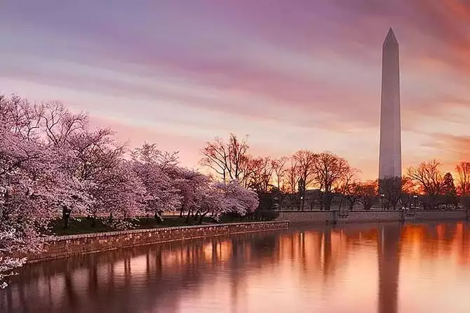 Cherry Blossom Bus Tour in DC
